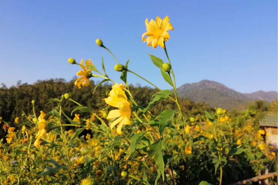 pai mae hong son